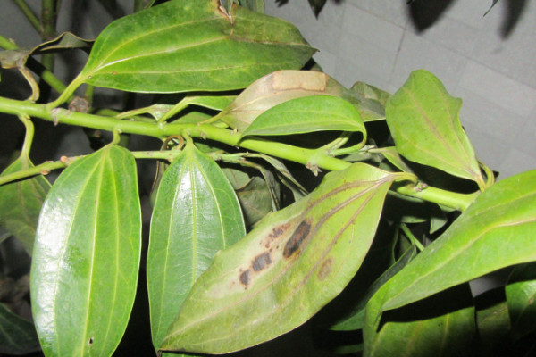 平安樹葉子下垂怎么急救，增光排濕/適當(dāng)追肥