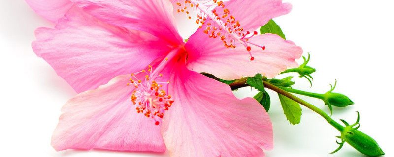 芙蓉花小苗怎么養(yǎng)護(hù)