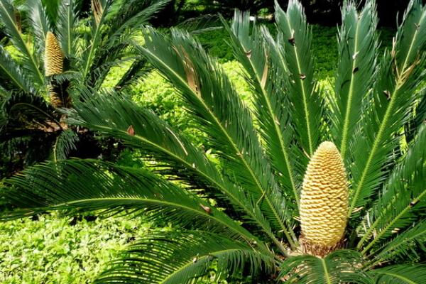 鐵樹一年發(fā)幾次新葉