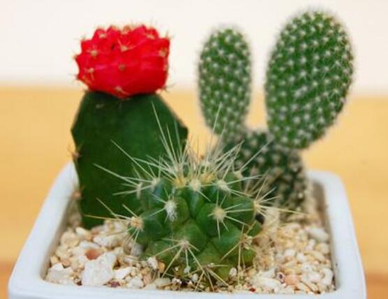 仙人掌適合在室內(nèi)種植嗎，吸收二氧化碳、釋放氧氣/天然氧吧