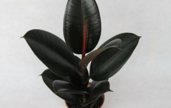 橡皮樹怎么換盆，教你四個簡單易學(xué)的方法