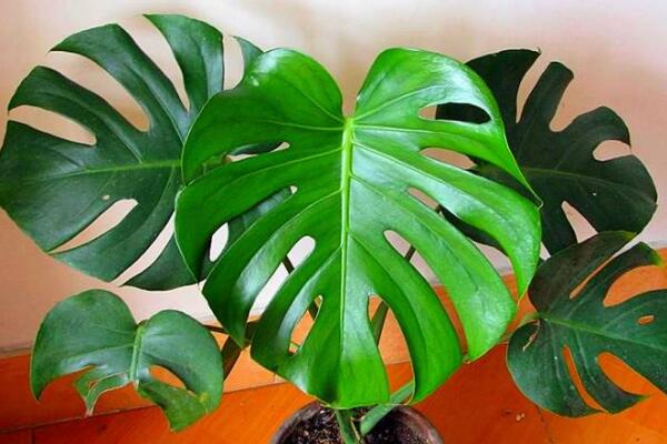 龜背竹一盆養(yǎng)幾棵好，根據(jù)花盆的大小形狀來決定