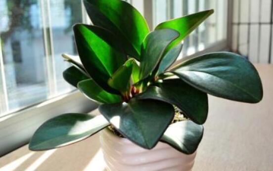 紫邊碧玉椒草的養(yǎng)殖方法和注意事項嗎，老農(nóng)教你六大基本養(yǎng)殖方法