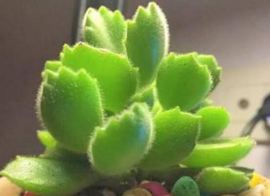 熊童子徒長(zhǎng)怎么辦，做好四個(gè)要點(diǎn)生長(zhǎng)健壯飽滿(mǎn)