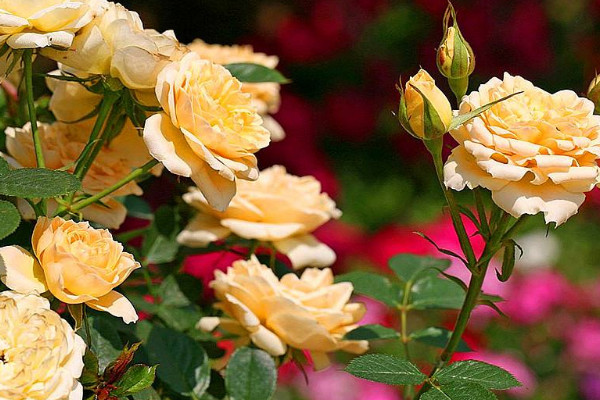 月季怕曬太陽(yáng)嗎