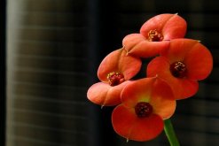 虎刺梅什么時(shí)候開(kāi)花，只要養(yǎng)護(hù)得當(dāng)一年四季都能開(kāi)花