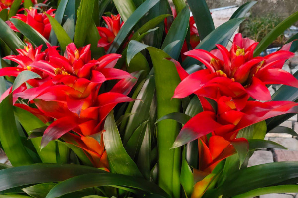 鴻運(yùn)當(dāng)頭冬天的養(yǎng)殖方法和注意事項(xiàng)