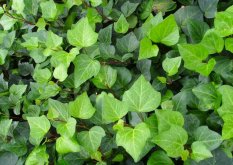 常春藤葉片發(fā)黑怎么辦，可能是得了灰霉病