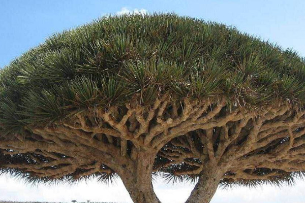 千年木和龍血樹區(qū)別