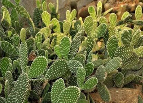 仙人掌怎么澆水和施肥，教你三個(gè)步驟便可生長枝葉翠綠