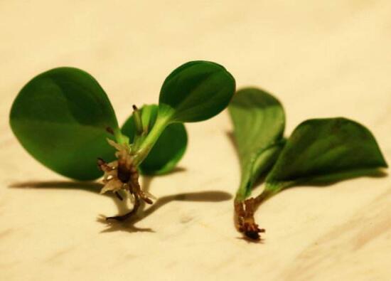 碧玉怎么扦插，碧玉的繁殖方法