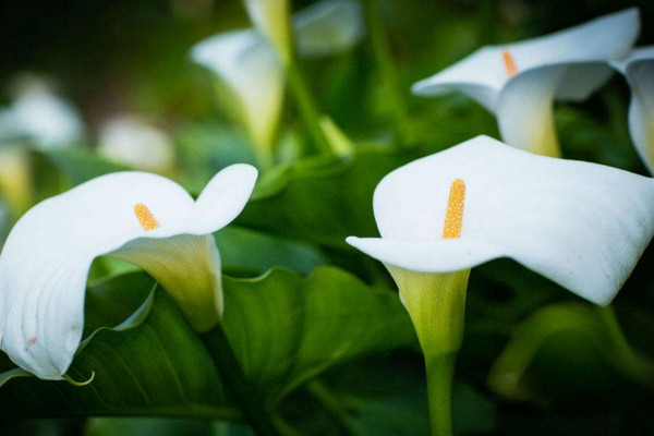 馬蹄蓮開花后怎么處理，花后1~2周進行修剪