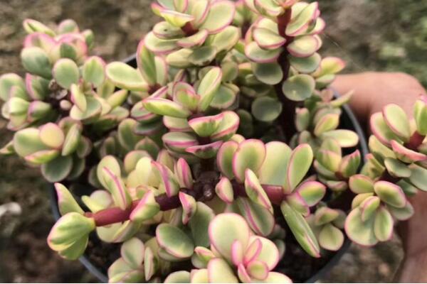 雅樂之舞怎么養(yǎng)，想養(yǎng)好雅樂之舞以下技巧必須要掌握