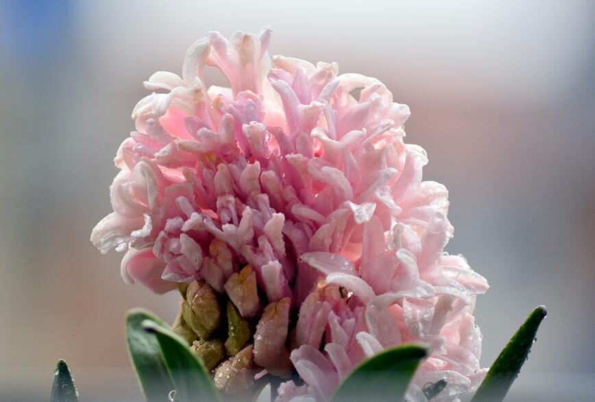 風(fēng)信子可以用水養(yǎng)嗎，可以/但是要注意及時換水和補(bǔ)充營養(yǎng)