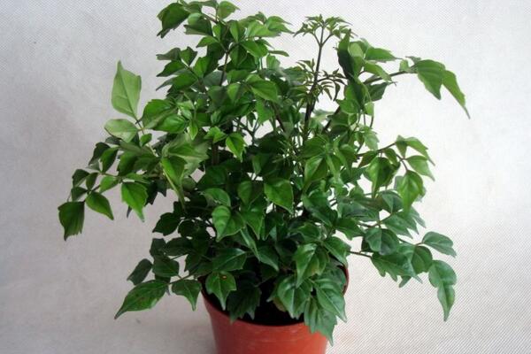 幸福樹的圖片，品種以及價(jià)值介紹