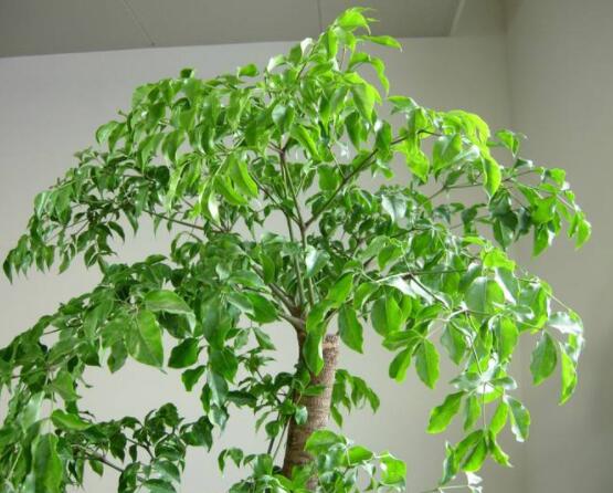 幸福樹(shù)病蟲(chóng)害，盤(pán)點(diǎn)最常見(jiàn)的四種病蟲(chóng)害防治大全