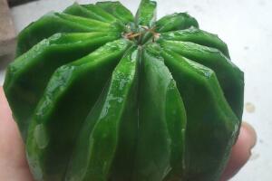 仙人球可以吃嗎，仙人球花的藥用價值