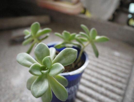 寶石花特點是什么，藥用價值是最大特色