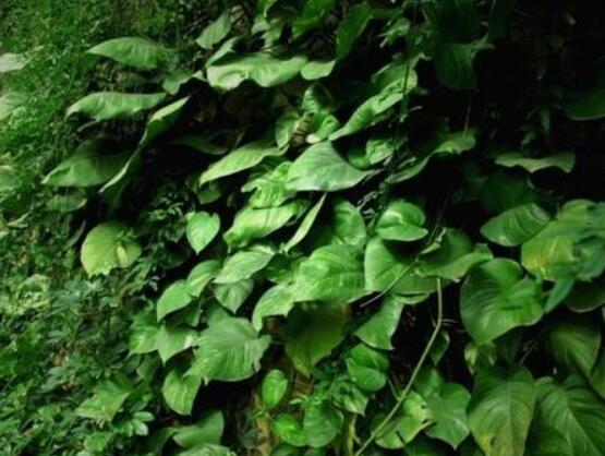 常春藤和常青藤一樣嗎，教你三種區(qū)別方法(形態(tài)/生長環(huán)境/作用)