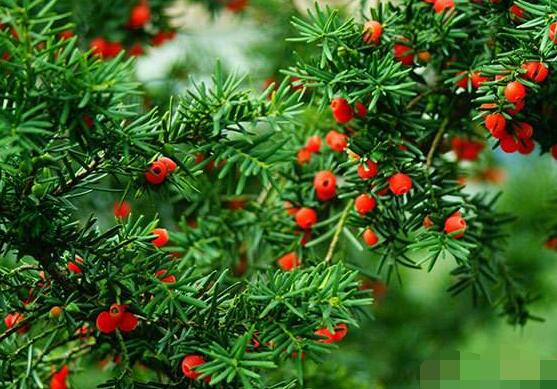 紅豆杉雌雄株怎樣分辨，教你最直觀簡單三種分辨方法