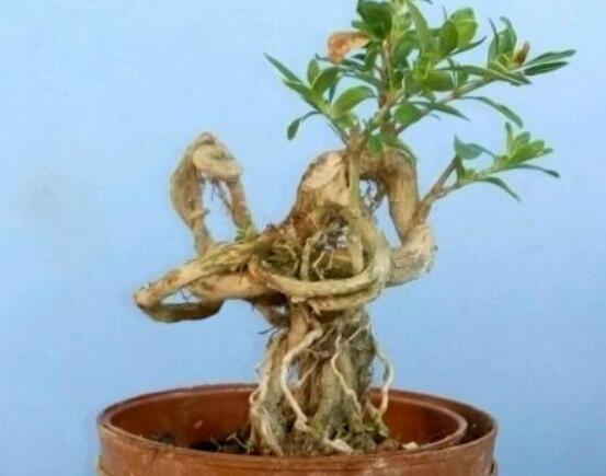 提根六月雪怎么養(yǎng)好，教你六個步驟造型更加美觀