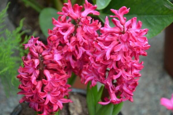 風(fēng)信子花謝了怎么處理，花謝了不要丟、保留種球來(lái)年還可以開(kāi)花