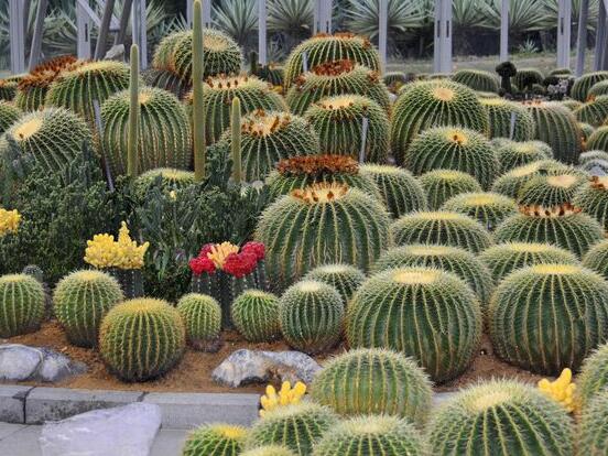 仙人掌的用途與價(jià)值，清熱解毒、消炎解暑、開胃健脾、清咽潤肺