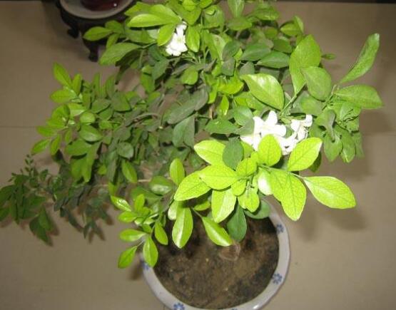 九里香多大開花，幼苗開花需3-4年/成株年年開花