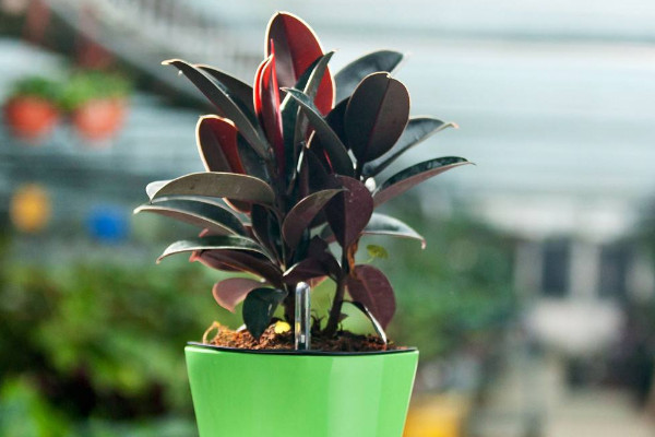 橡皮樹的繁殖方法，扦插/壓條/水培繁殖等