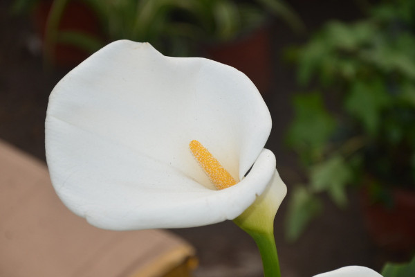 馬蹄蓮北方怎么養(yǎng)殖