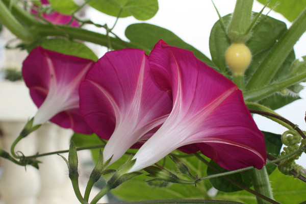 牽?；ㄔ诒狈侥苓^(guò)冬嗎