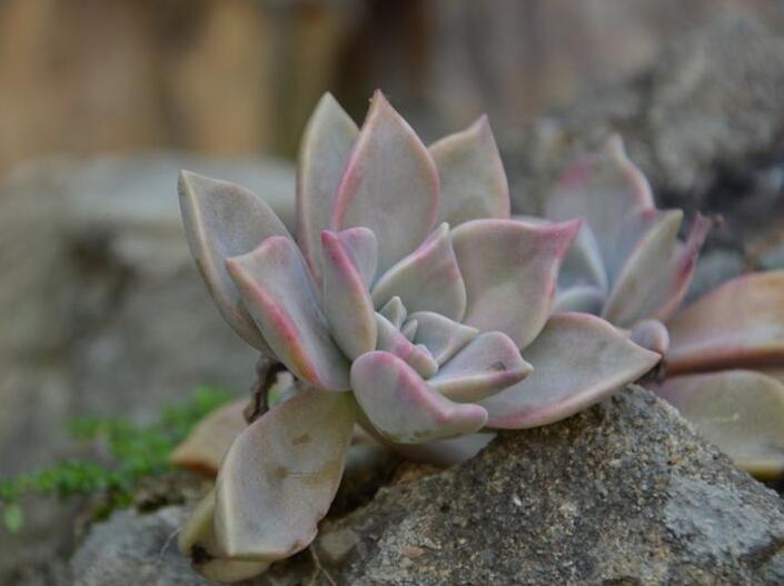 寶石花的繁殖方法，葉插和插穗操作方法