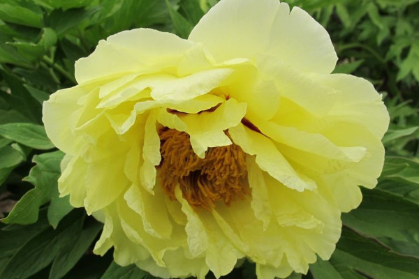 牡丹花夏天發(fā)芽嗎