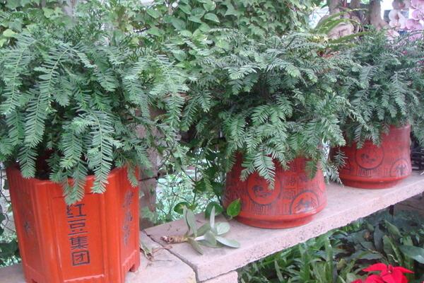 紅豆杉要公母同養(yǎng)嗎，只有公母同樣才能開花結(jié)果