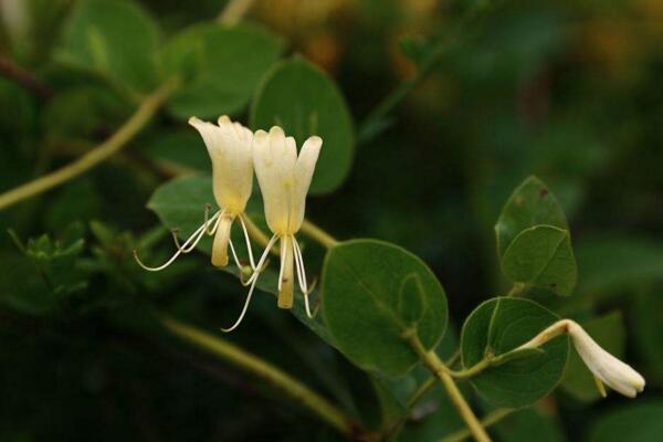 四季金銀花種植技術(shù)，早春時(shí)期種植成活率最高