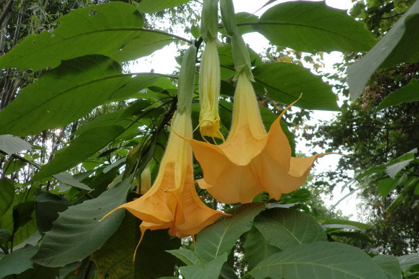 曼陀羅結(jié)寓意