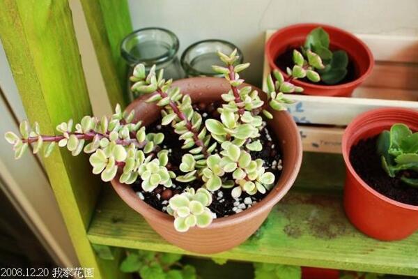 多肉雅樂之舞怎么扦插，5步即可完成扦插