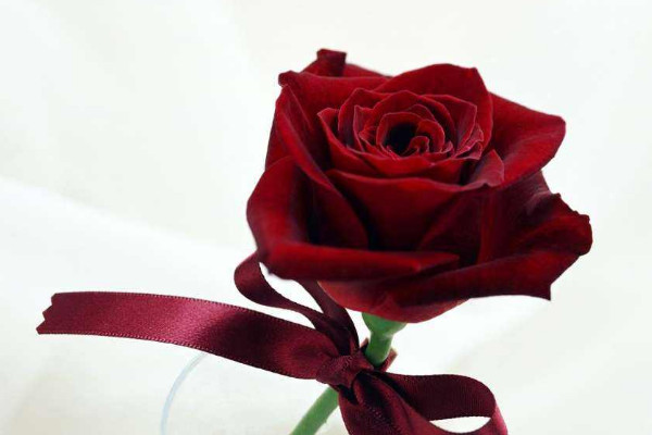 玫瑰花為什么不開(kāi)花