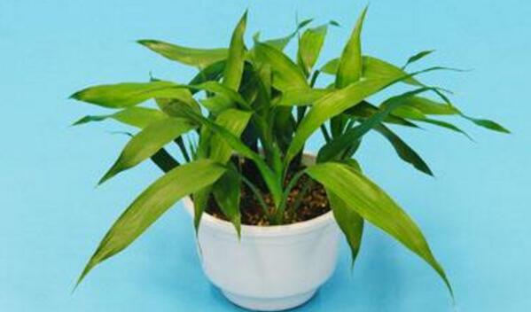 富貴竹能放臥室嗎，可以放在臥室