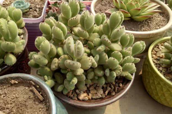 多肉植物熊童子掉葉子，找出問(wèn)題的原因及時(shí)處理