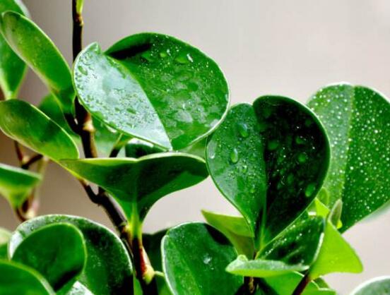 花卉小家碧玉怎么養(yǎng)，老農(nóng)總結(jié)八大基本方法