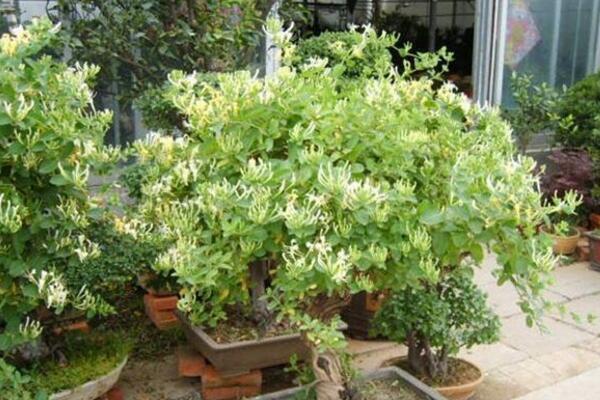 金銀花樹苗的種植方法，種后養(yǎng)護(hù)非常關(guān)鍵