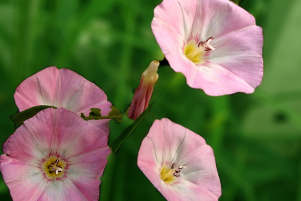 牽?；ǚN子能吃嗎