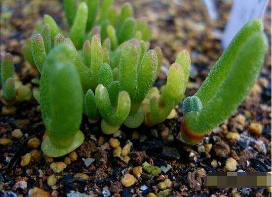 碧光環(huán)多肉怎么分栽，教你五個步驟盆盆爆滿