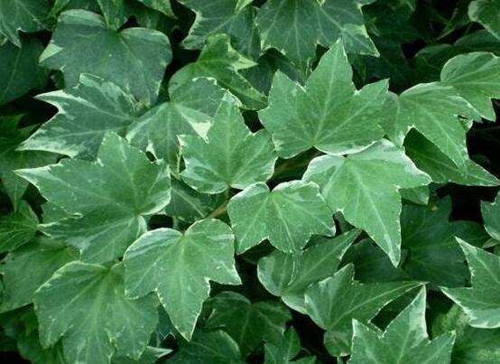 常春藤掉葉子怎么辦，四種原因以及解決辦法