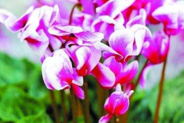 仙客來(lái)長(zhǎng)葉不開(kāi)花咋回事