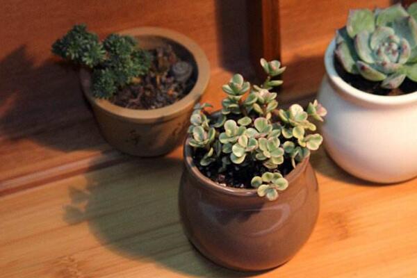 雅樂之舞修剪造型圖解，雅樂之舞的修剪3步即可完成