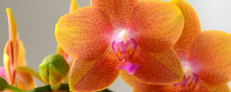 蝴蝶蘭花劍斷了多長(zhǎng)時(shí)間再長(zhǎng)出來(lái)