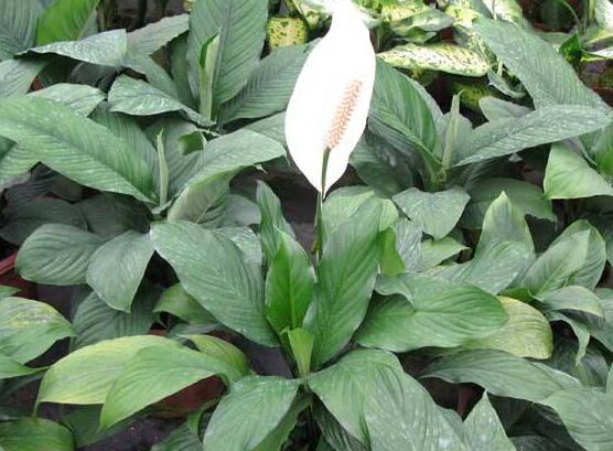 一帆風(fēng)順花怎么移植，教你六個簡單易學(xué)步驟