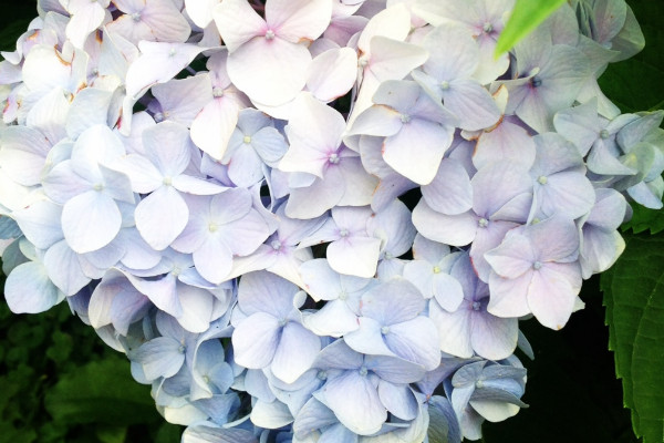 繡球葉子發(fā)霉是怎么回事